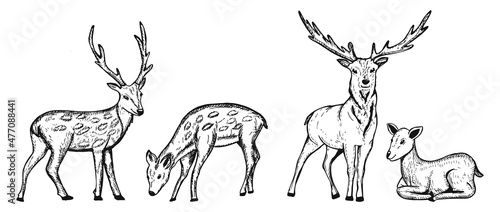 deer vector. deer coloring doodle. collection of reindeer hand drawing vector illustration. Vector graphics. eps	
