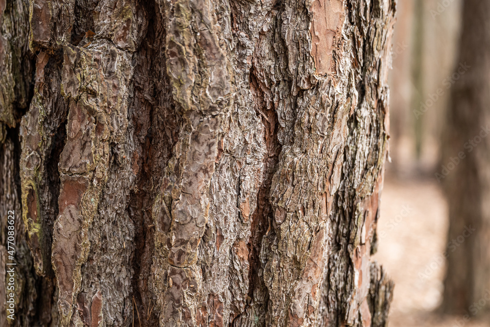 Bark of old tree Seamless bark background texture Natural Bark of old tree Seamless bark background texture Natural
