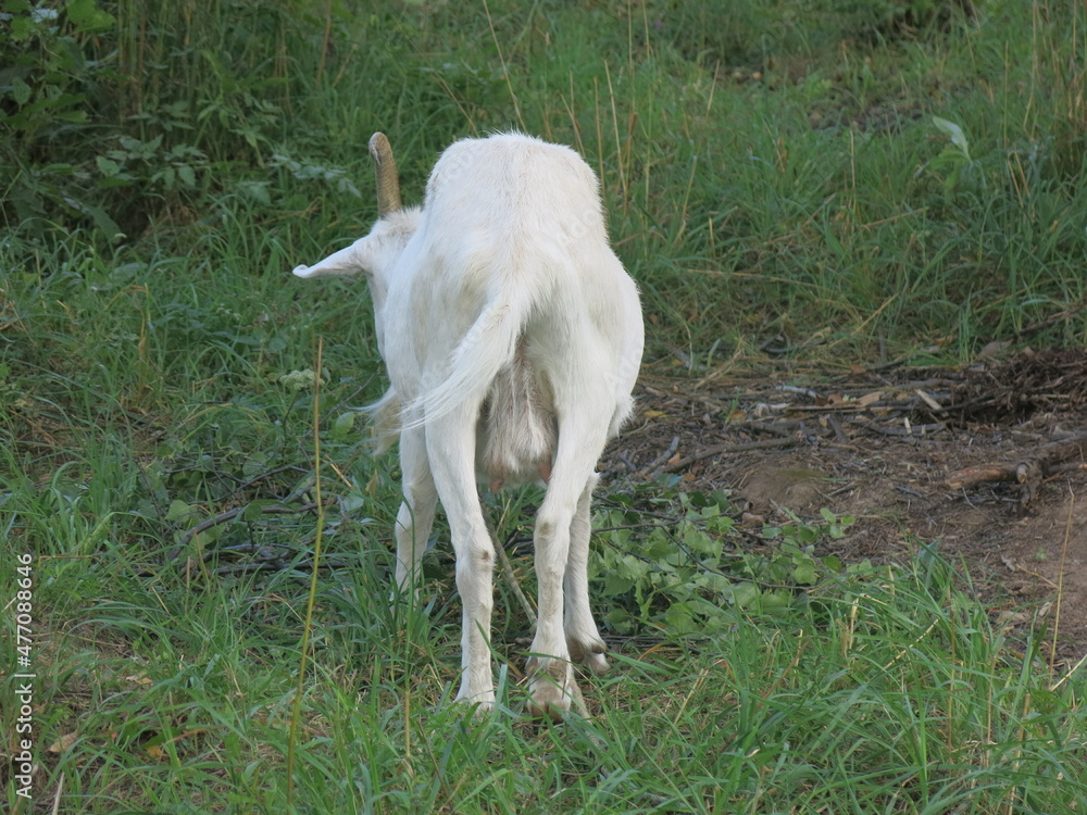 white goat grazes in the summer in the village on a leash white goat grazes in the summer in the village on a leash