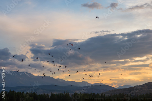 A large flock of birds against the background of the red evening sky at sunset. The paraglider scared off a flock of birds. Extreme sports. Paraglider, flying wing at sunset.