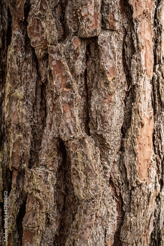 Bark of old tree Seamless bark background texture Natural