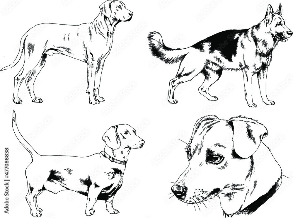 vector drawings sketches pedigree dogs in the racks drawn in ink by hand , objects with no background	