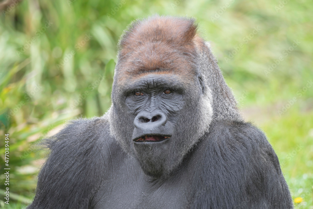 Male Silverback Western Low Land Gorilla