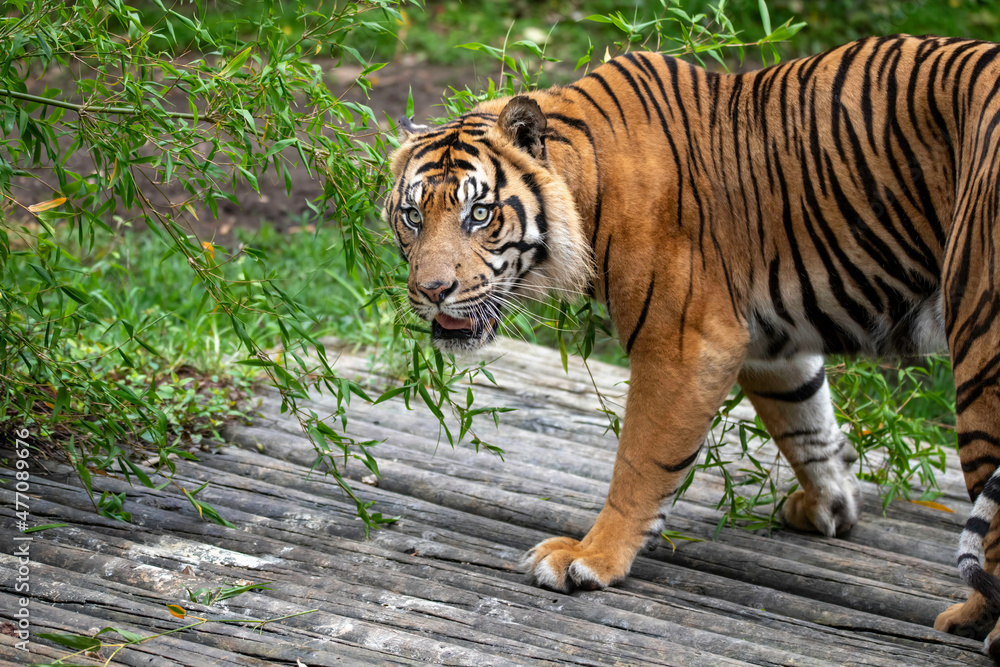 Fototapeta premium Sumatran Tiger