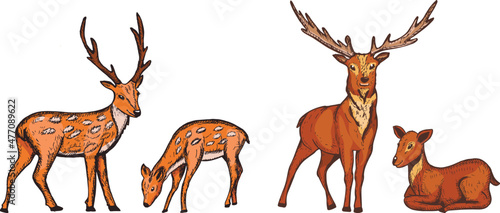 Tablou canvas deer vector