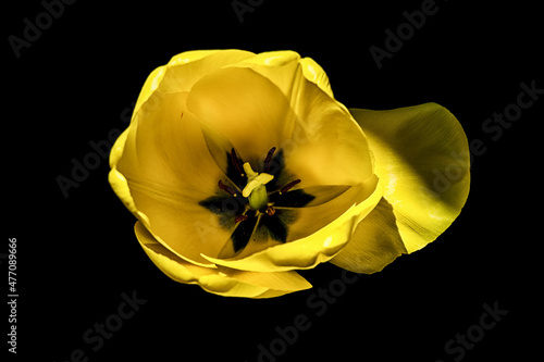 yellow tulip with black background