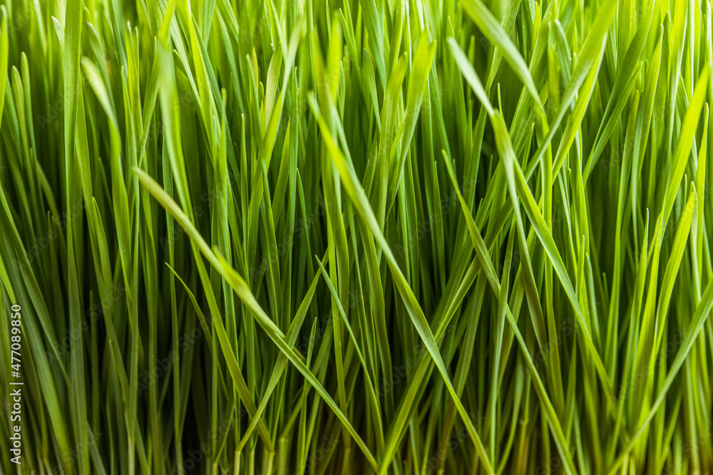 Green natural background. Young Green Wheat Seedlings growing in a field ,close up Green natural background. Young Green Wheat Seedlings growing in a field ,close up