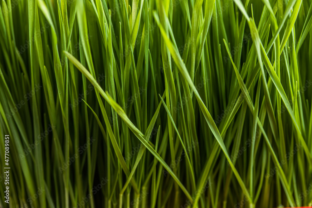 Green natural background. Young Green Wheat Seedlings growing in a field ,close up Green natural background. Young Green Wheat Seedlings growing in a field ,close up