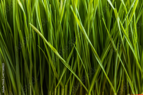 Green natural background. Young Green Wheat Seedlings growing in a field ,close up