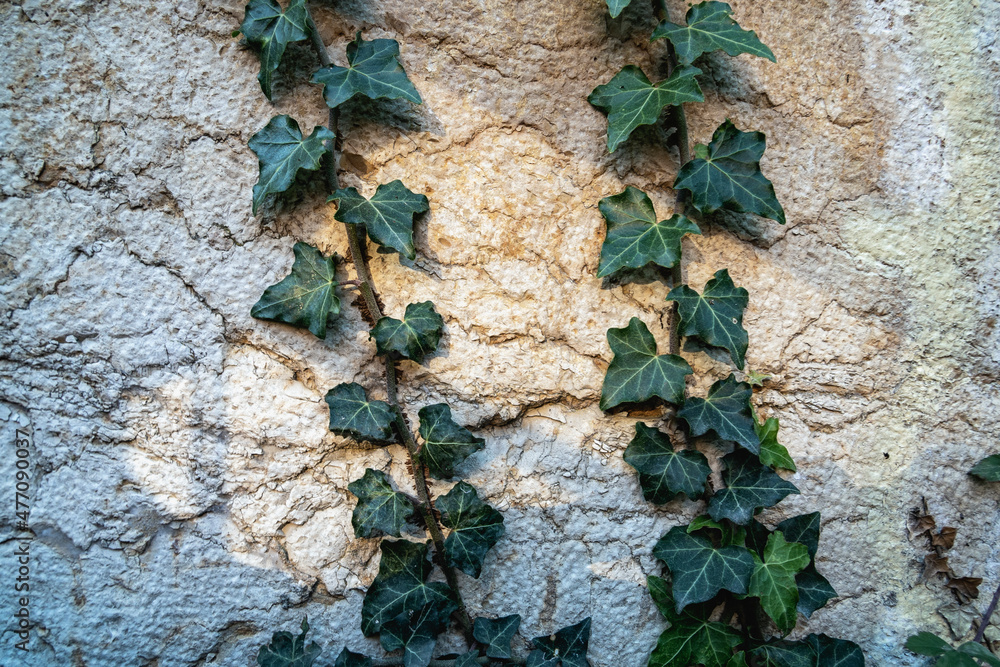 le lierre grimpe sur le mur