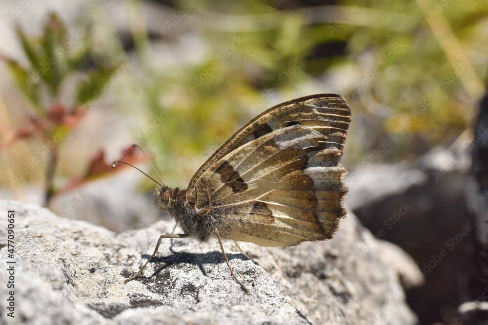 Obraz premium Close up of big butterfly on rock. The hermit, Chazara briseis, family Nymphalidae