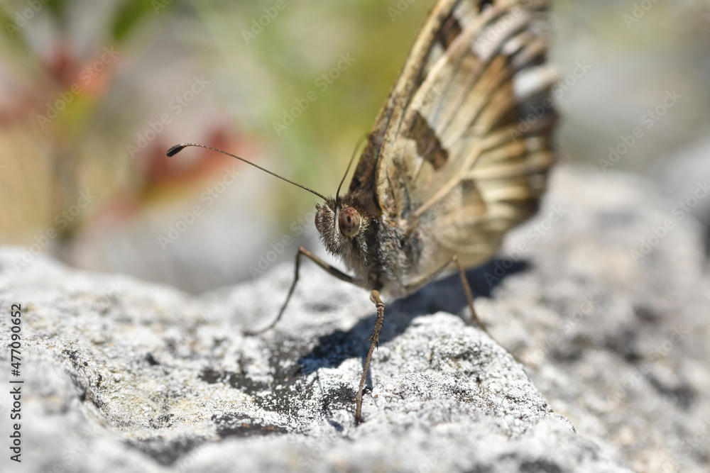 Fototapeta premium Close up of big butterfly on rock. The hermit, Chazara briseis, family Nymphalidae