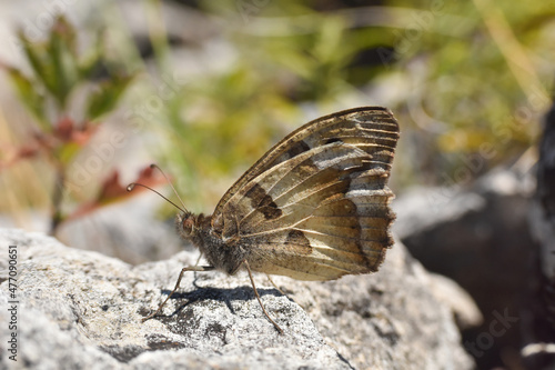 Close up of big butterfly on rock. The hermit, Chazara briseis, family Nymphalidae