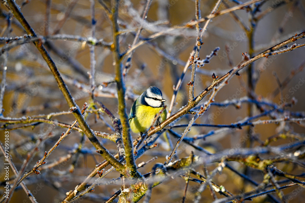 Bluetit sitting in garden tree in december Bluetit sitting in garden tree in december