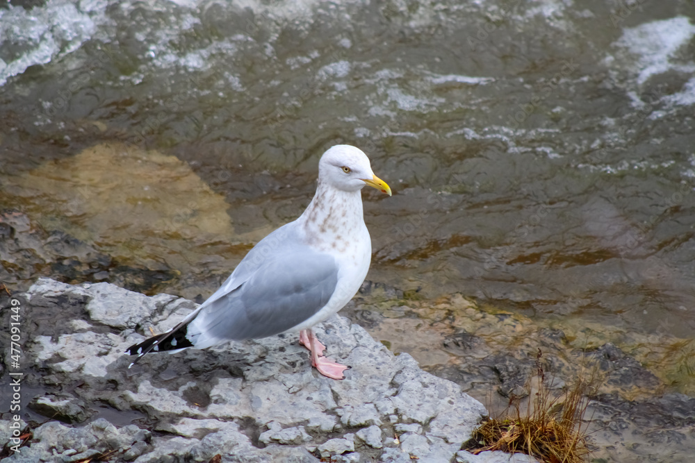 Obraz premium A wild seagull photographed at the river shore of the town of Port Hope