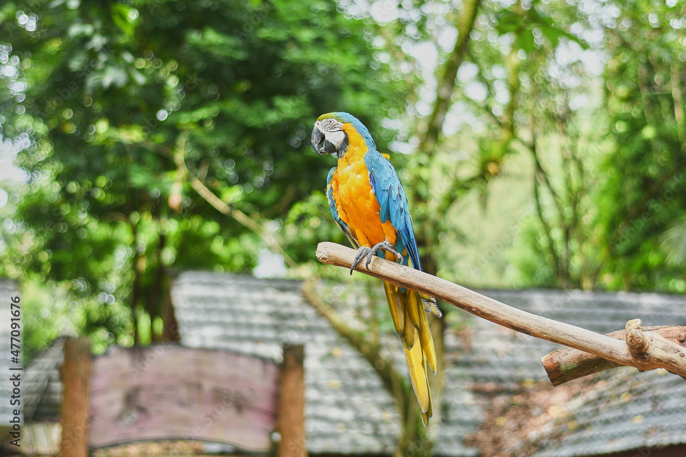 Macaws are a group of New World parrots that are long-tailed and often colorful.