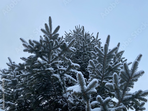 Christmas tree in winter, winter spruce snow on the branches