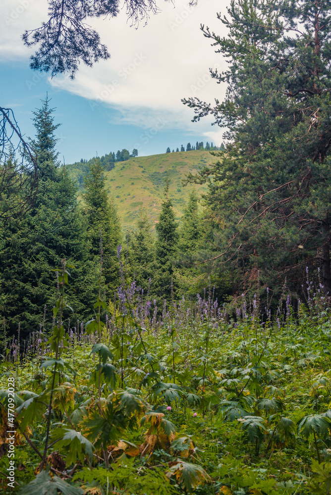 Fototapeta premium forest in autumn
