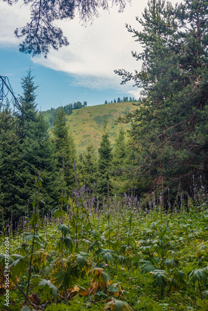 Obraz premium forest in autumn
