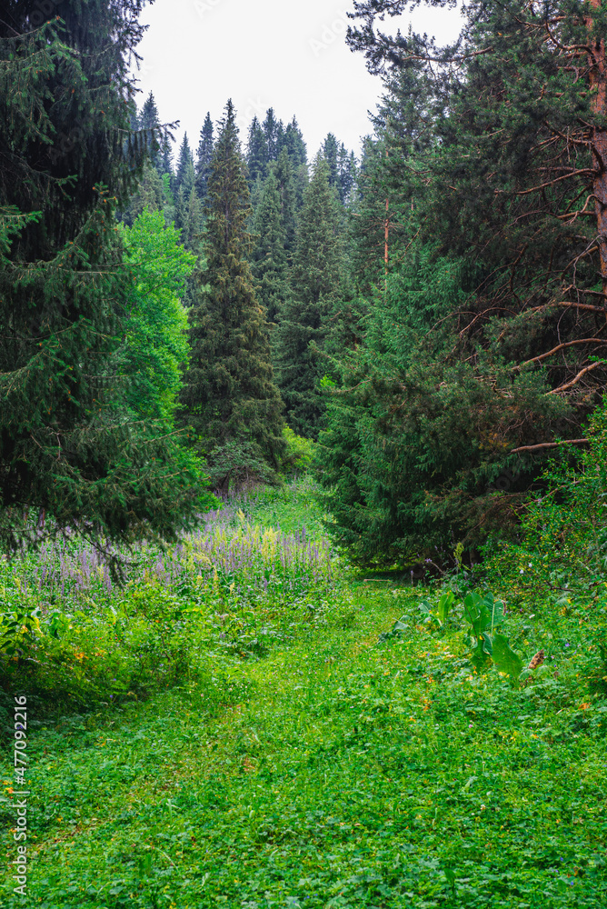 Fototapeta premium forest in the forest