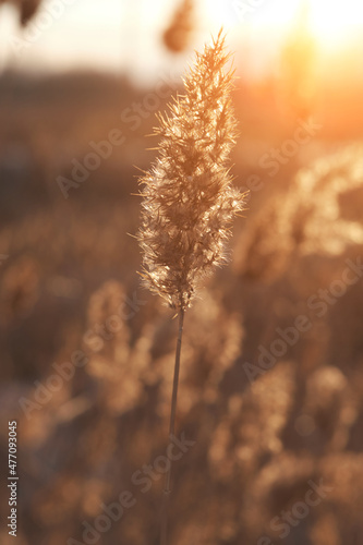 Dry reeds on lake against background of contoured sunlight  cane seeds. Golden reed grass in autumn. Natural background. Minimalistic  stylish  fashionable concept.