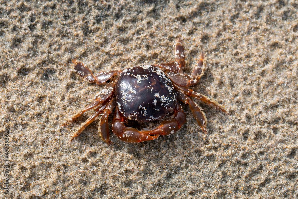 Macro of a tiny crab on a sandy beach