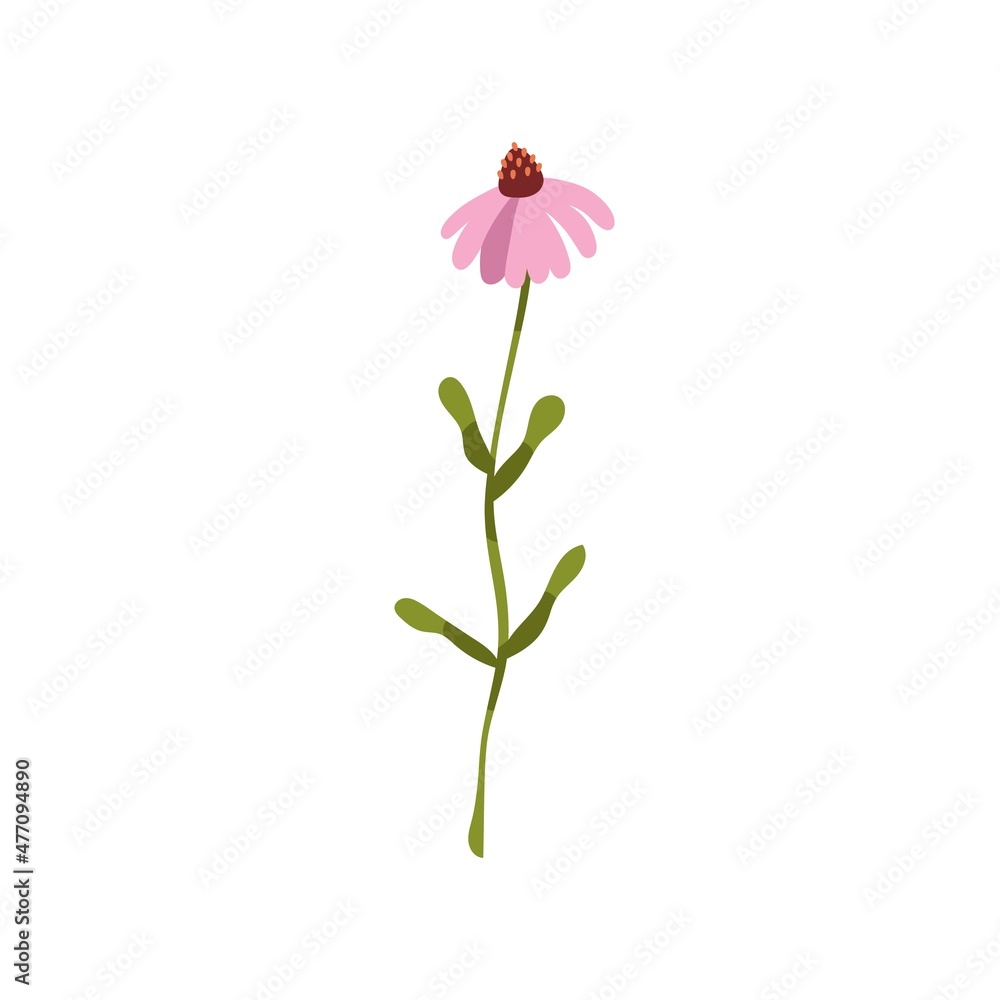 Echinacea purpurea flower. Coneflower, wild floral herb. Modern botanical drawing of blooming herbal plant. Colored flat vector illustration of wildflower with leaf isolated on white background
