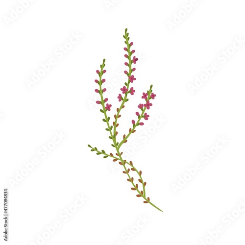 Calluna vulgaris herb. Common heather flower. Modern botanical drawing of wild field plant, delicate ling sprig. Flat vector illustration of pretty meadow wildflower isolated on white background