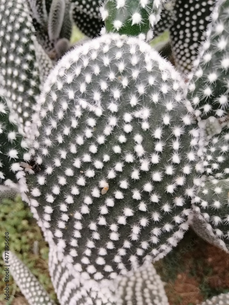Obraz premium potted Opuntia polyacantha cactus close up