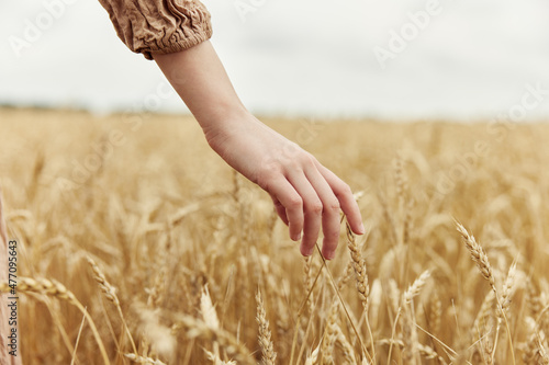 hand the farmer concerned the ripening of wheat ears in early summer endless field