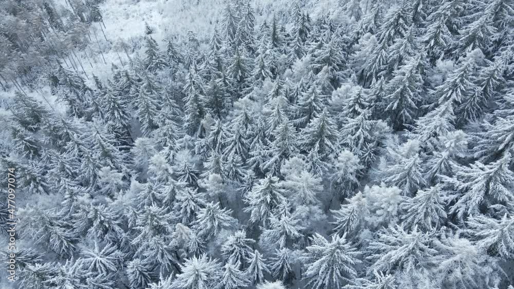 Beautiful winter forest, aerial view. Aerial view of snowy pine trees in mountains. Natural landscape Beautiful winter forest, aerial view. Aerial view of snowy pine trees in mountains. Natural landscape
