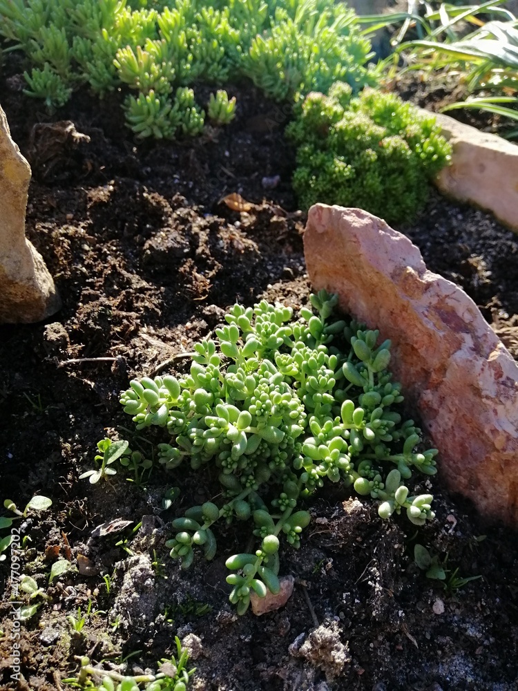 Fototapeta premium beautiful low creeping Sedum with green leaves in the form of flowers on a flower bed in the garden.alpine plants. Flower Wallpaper