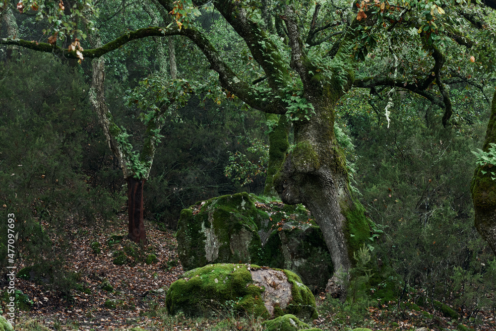 Alcornocales Natural Park in Cadiz. Quejigo (Quercus faginea) and Cork Oak (Quercus suber) in Cortes de la Frontera. Andalusia, Spain