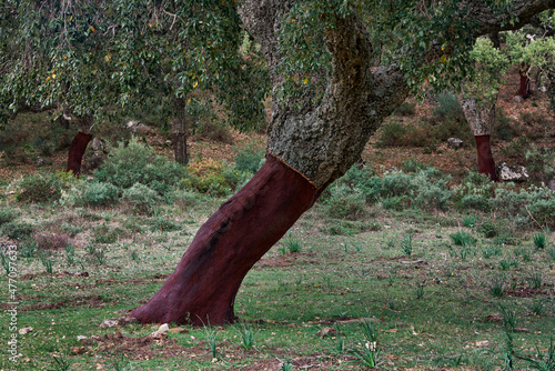Los Alcornocales Natural Park in Cadiz.  Cork oaks (Quercus suber) whose bark has been extracted for cork production. Cortes de la Frontera, Andalusia. spain