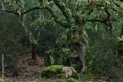 Alcornocales Natural Park in Cadiz. Quejigo (Quercus faginea) and Cork Oak (Quercus suber) in Cortes de la Frontera. Andalusia, Spain