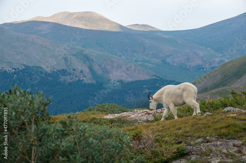 travel background, mountain goat in the mountains