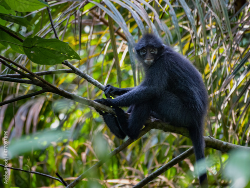 Photography Raffles Banded Lagur (Presbytis femoralis femoralis) or banded leaf monkey, phot