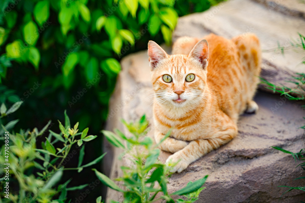 Cat in the green grass in summer. Beautiful red cat with yellow eyes outdoor Cat in the green grass in summer. Beautiful red cat with yellow eyes outdoor