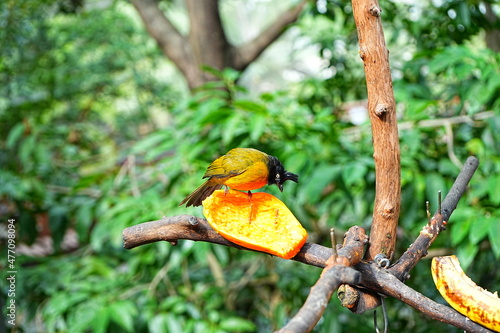 beautiful and colorful bird taking lunch