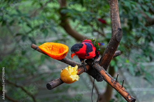 beautiful and colorful bird taking lunch