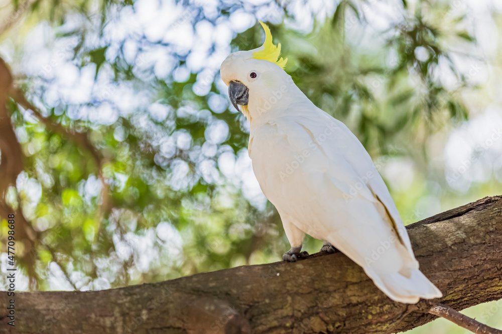 Sulphur-crested cockatoo (Cacatua galerita) perching on tree branch Sulphur-crested cockatoo (Cacatua galerita) perching on tree branch