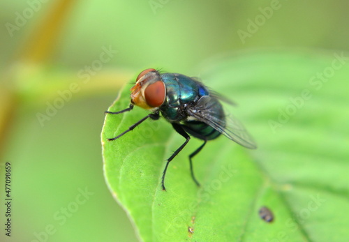 fly on leaf © akhmad