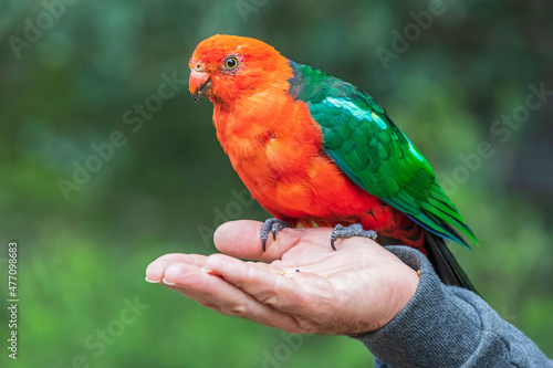 King parrot perching on man's hand photo