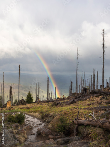 Rainbow arching over burnt forest