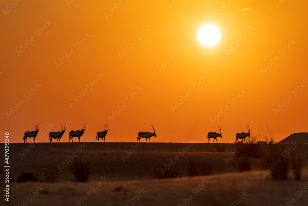 Arabian Oryx in Desert