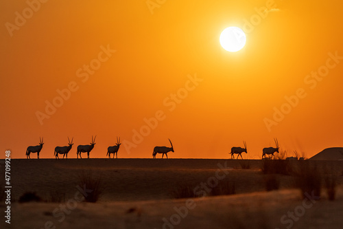 Arabian Oryx in Desert