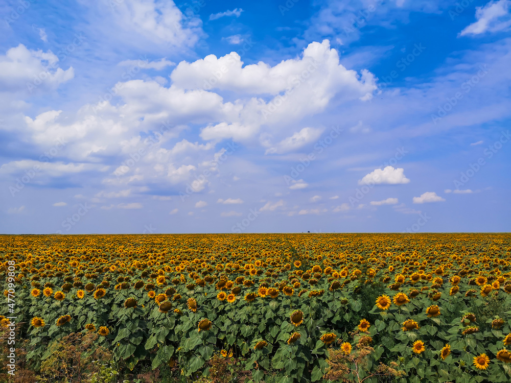 Sunflowers field countryside, mistic colors, blue summer sky