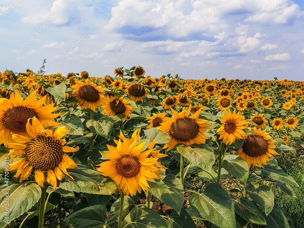 Obraz premium Sunflowers field countryside, mistic colors, blue summer sky