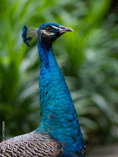 Wallpaper Mural Portrait of an Indian peacock Torontodigital.ca