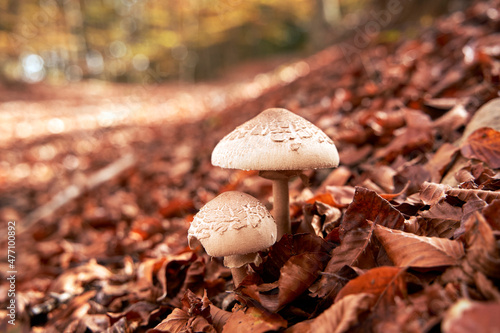 Mushrooms growing amidst fallen leaves in autumn forest photo